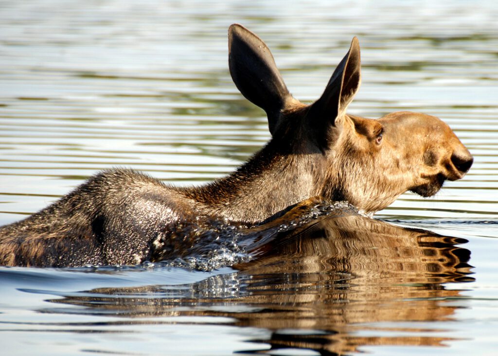 A moose swimming in the water.