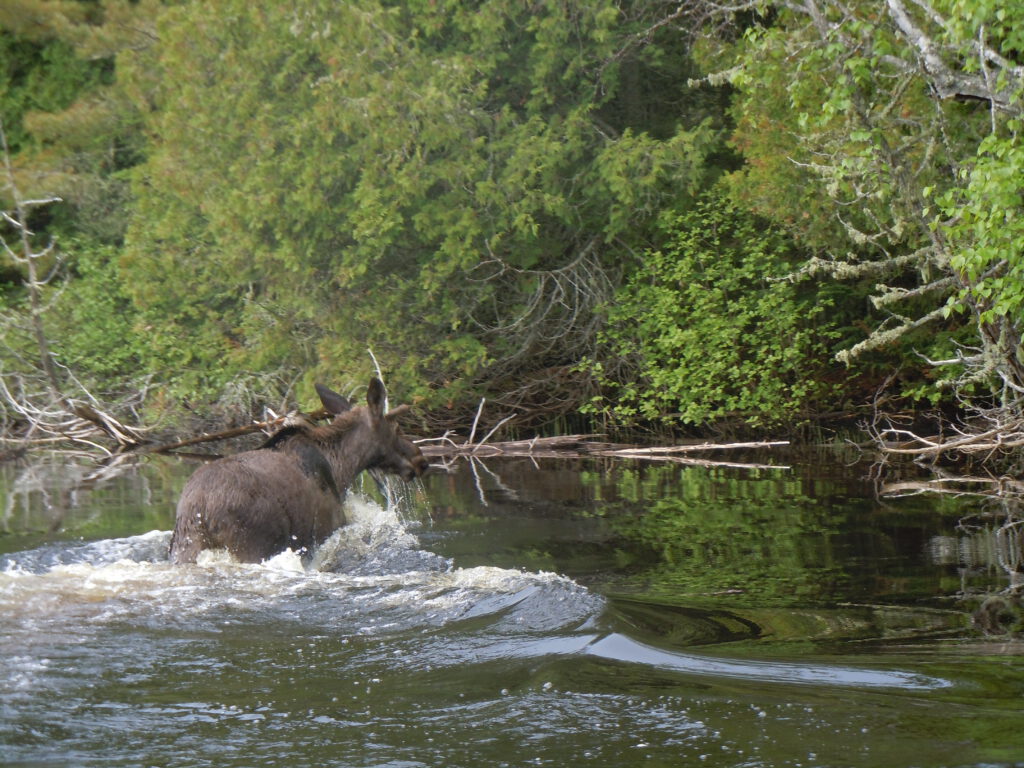 A moose running through the water.